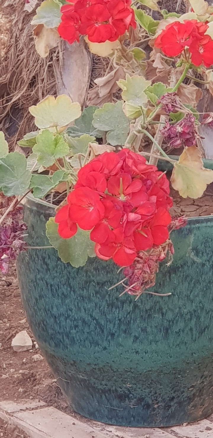 garden 61