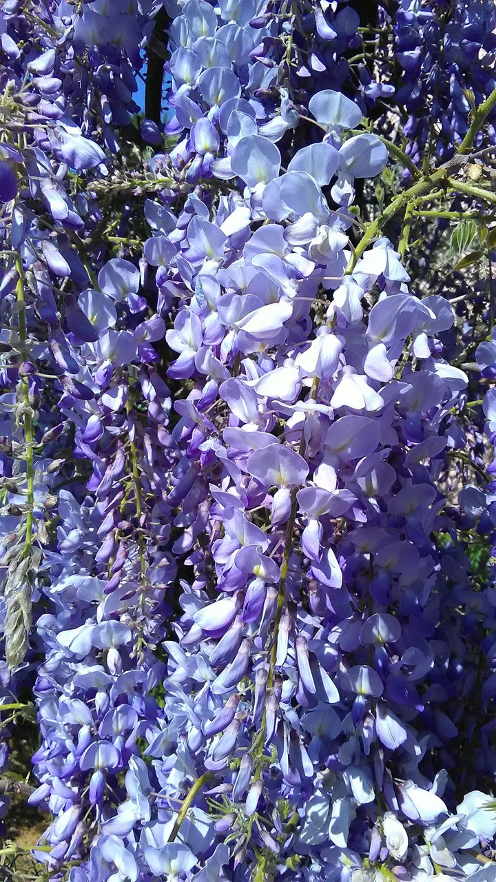 Glycine