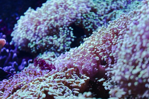 шпалери coral, bedrock