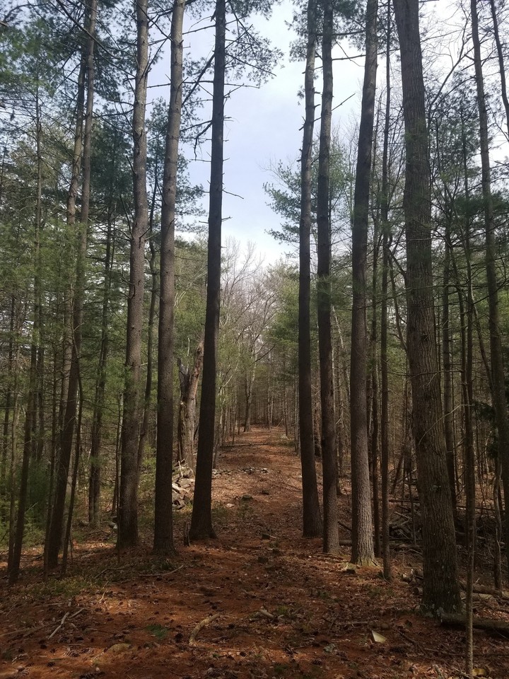 Woodland therapy
