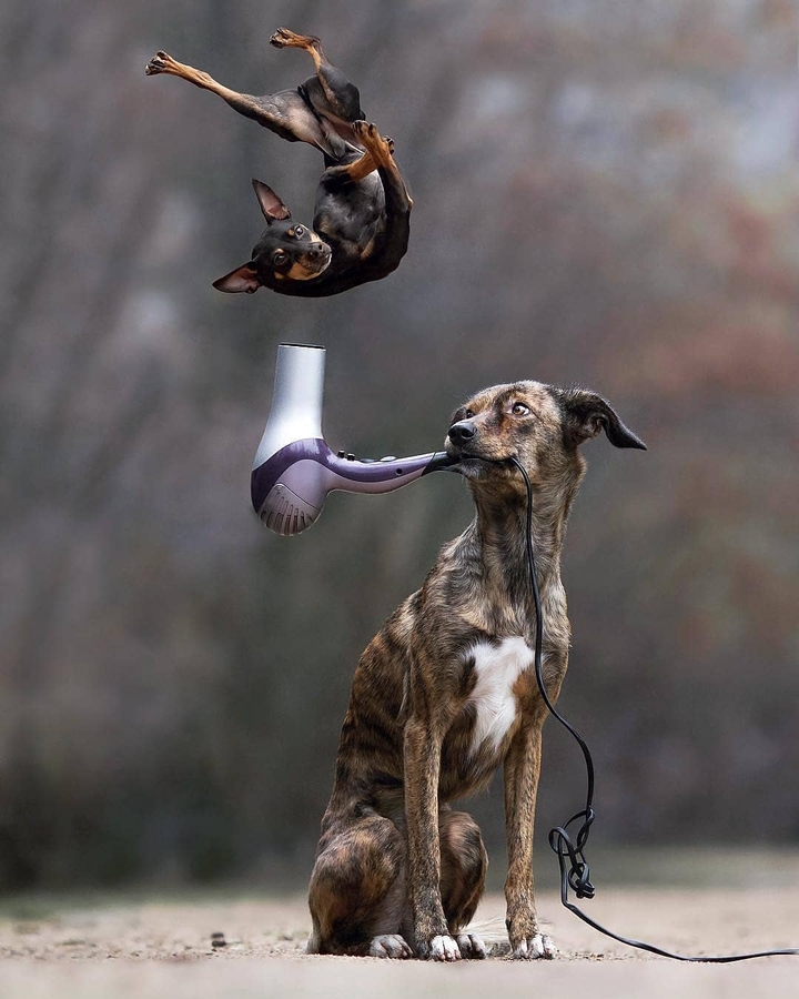 " DOGGO FLYING "