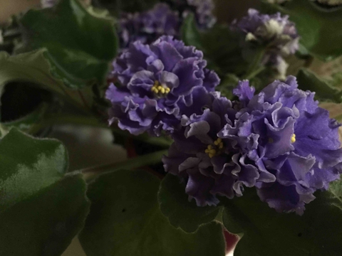 Violet