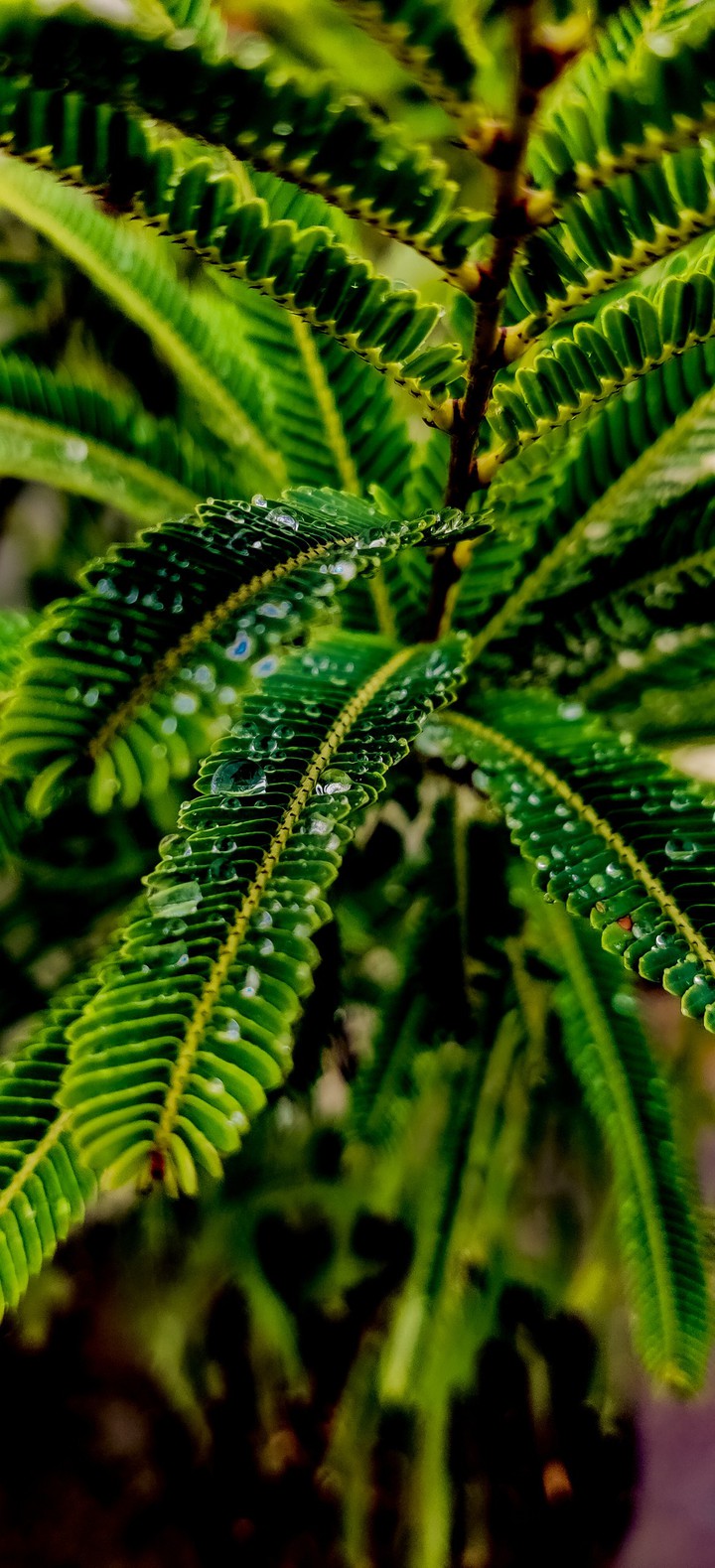 RAIN DROPS