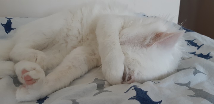 Cute Kitty