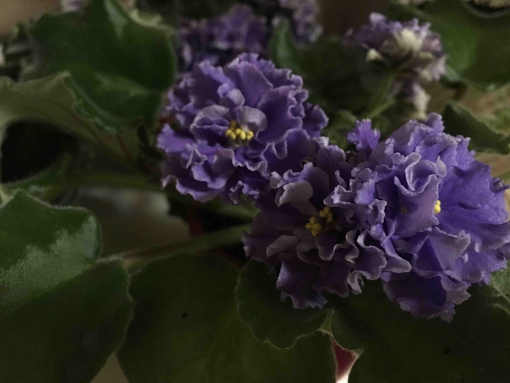 Violet