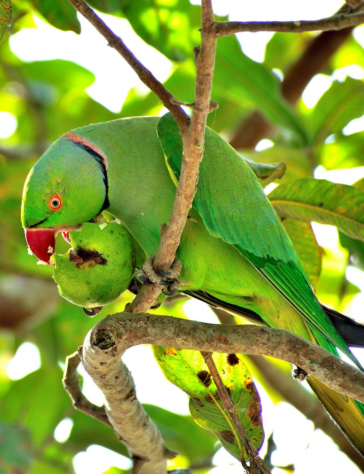 Rose Ring Parrot