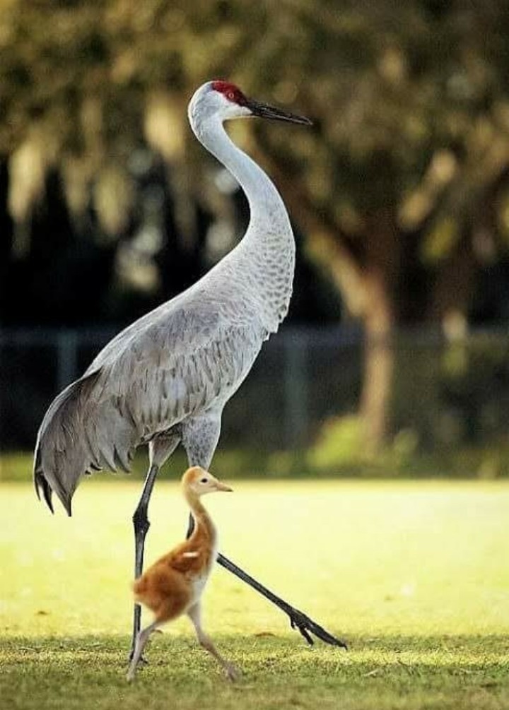 bird