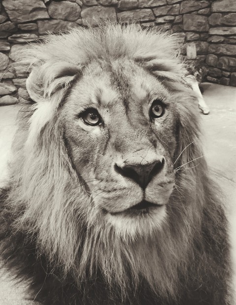 lion