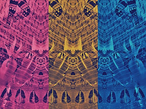 Neon Fishes