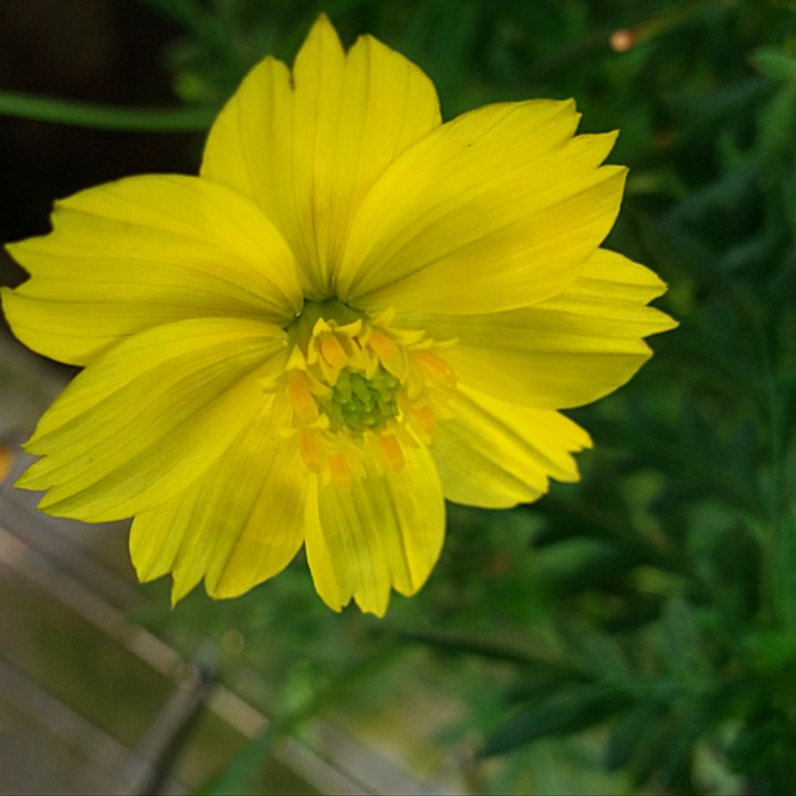Randa Midang Flower