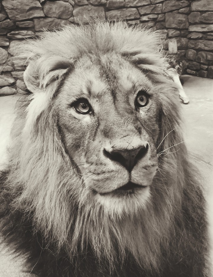 lion