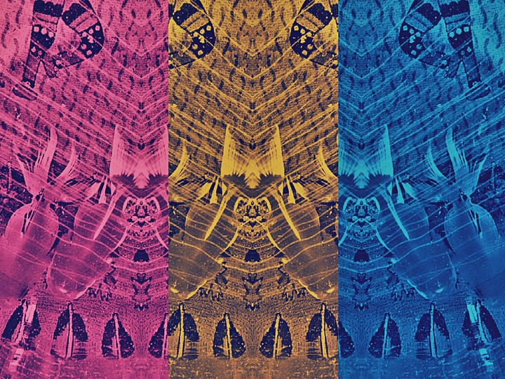 Neon Fishes