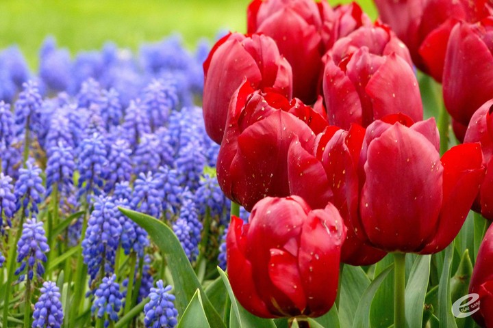 tulip and lavender