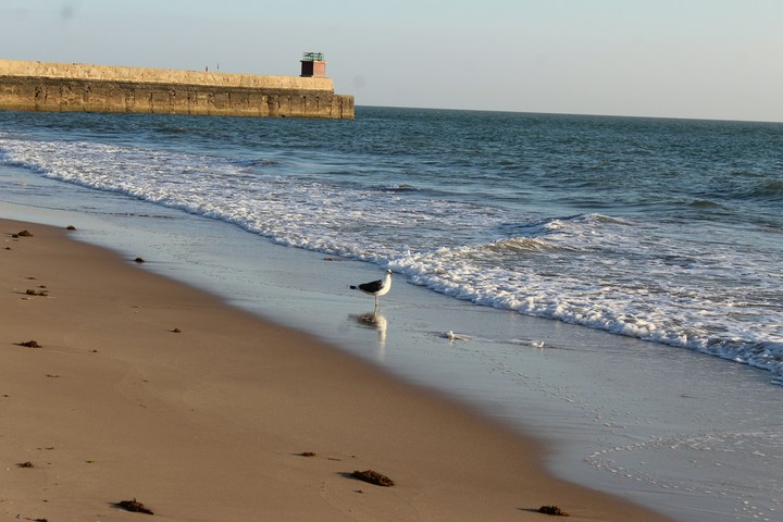 A bird on the shore