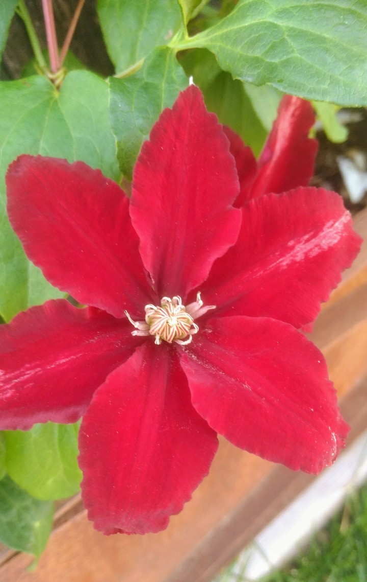 Red clematis