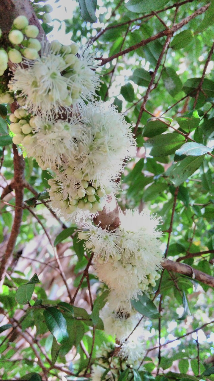 Jabuticabeira