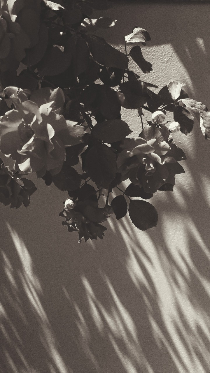 Roses