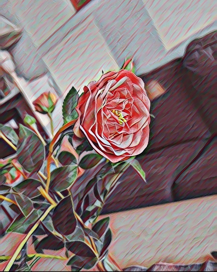 the roses