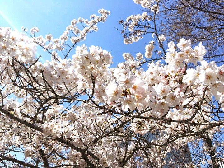 cherry blossom