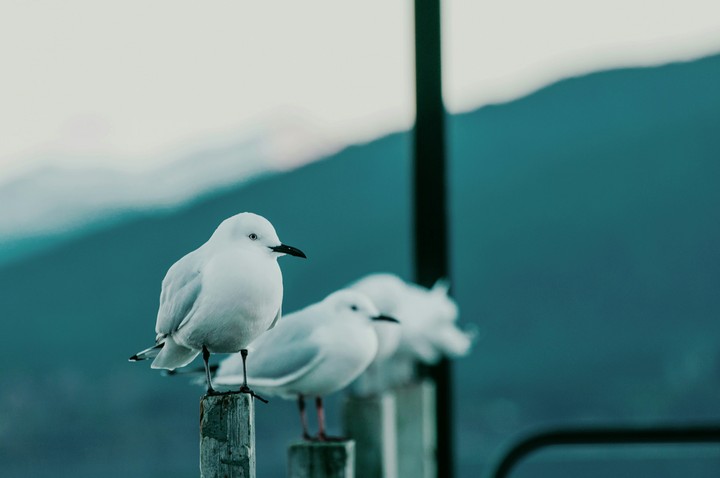Birds
