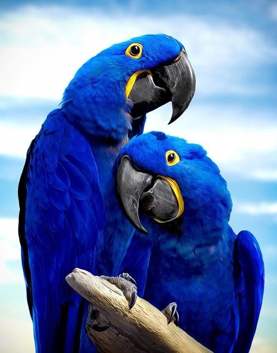 parrots