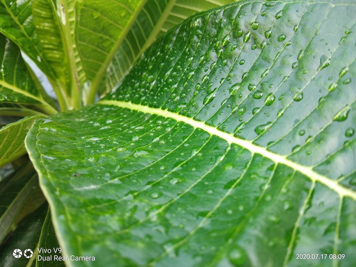 byutiful drops