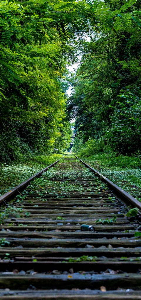 nature, jungle wallpapers