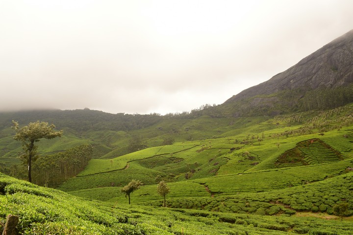 Tea Gardens