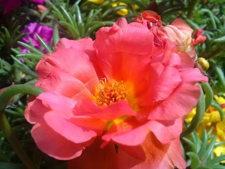 Portulakröschen
