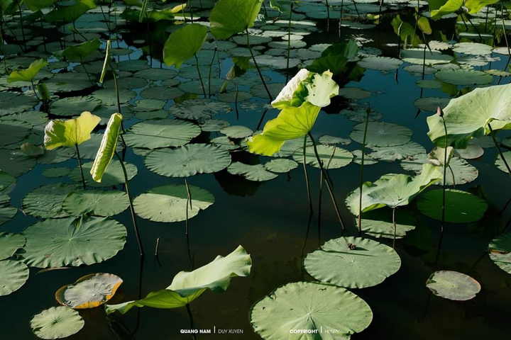 water lily ?