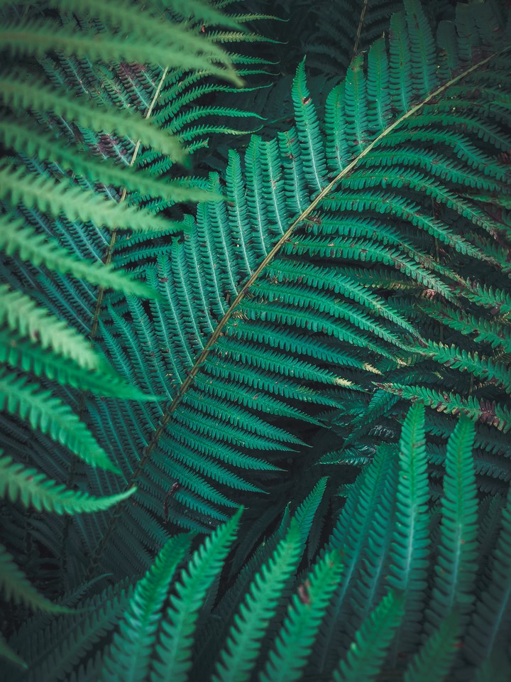 Greenery
