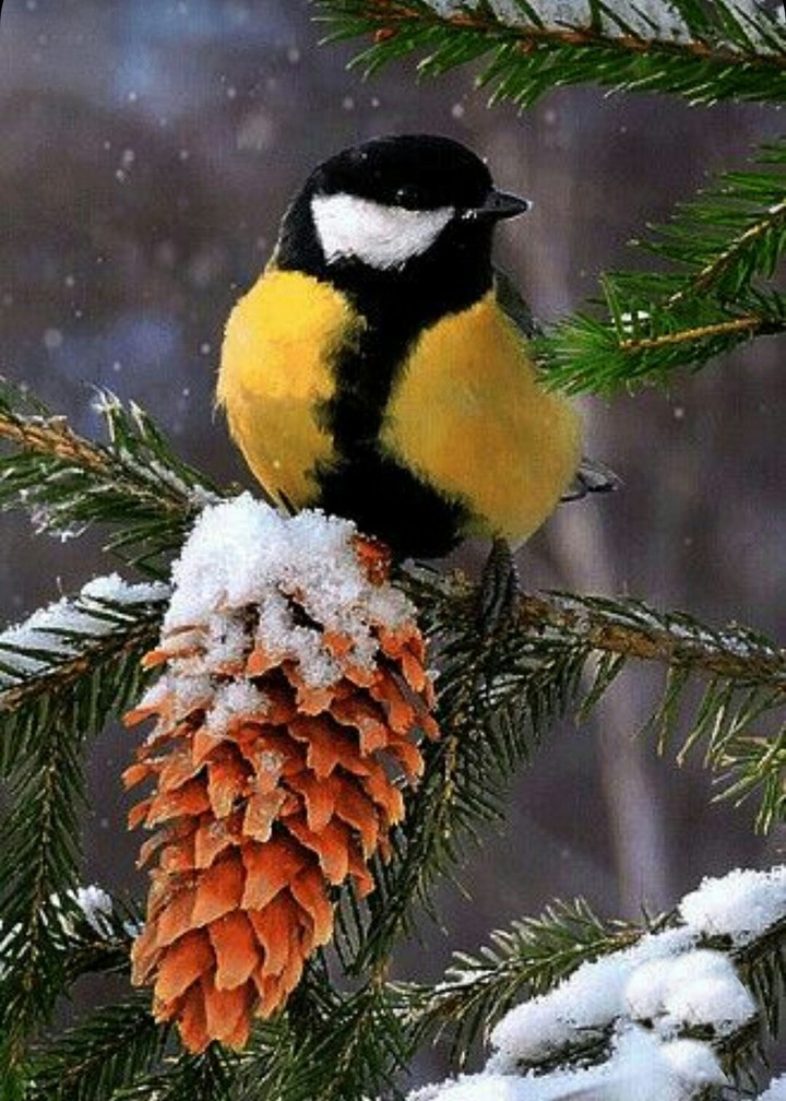 Nature