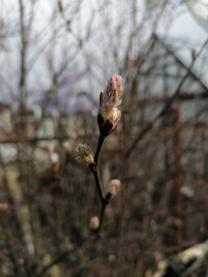spring