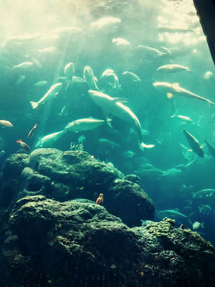 fish