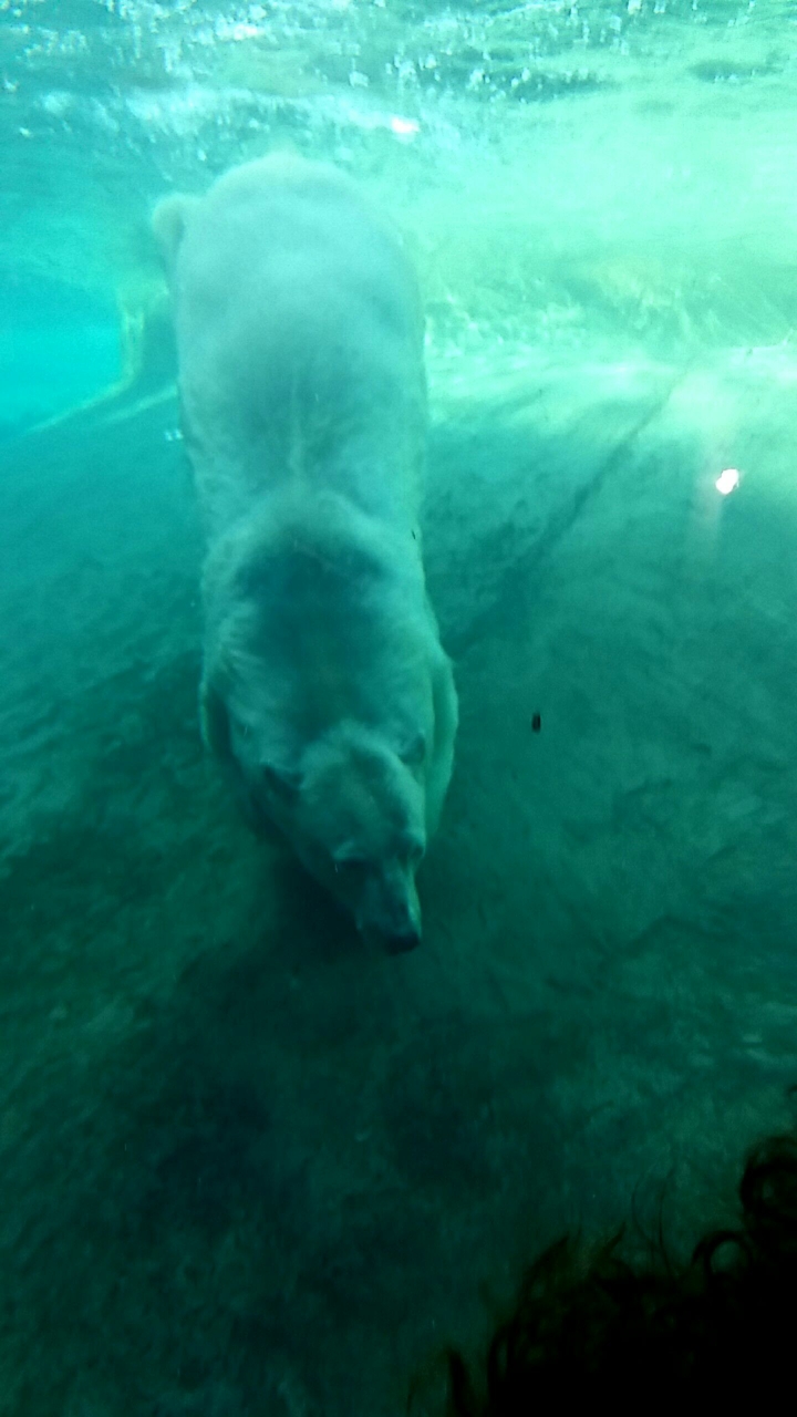 Underwater polar bear
