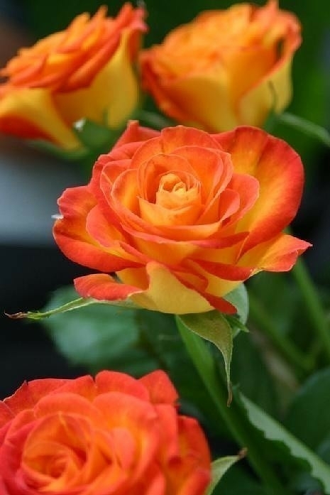 roses