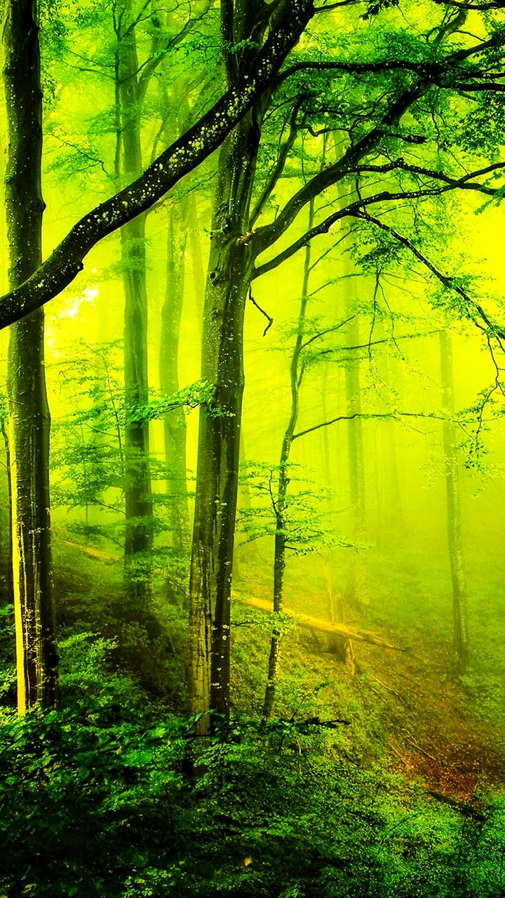 Forest Tells Some Stories