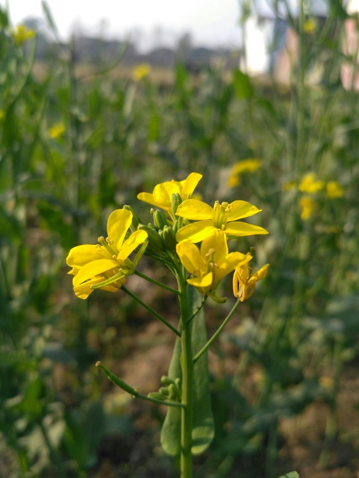 Mustard Flower