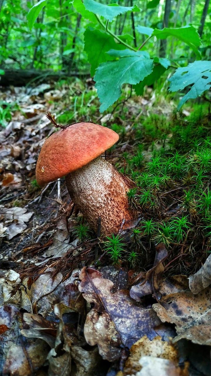 mushroom