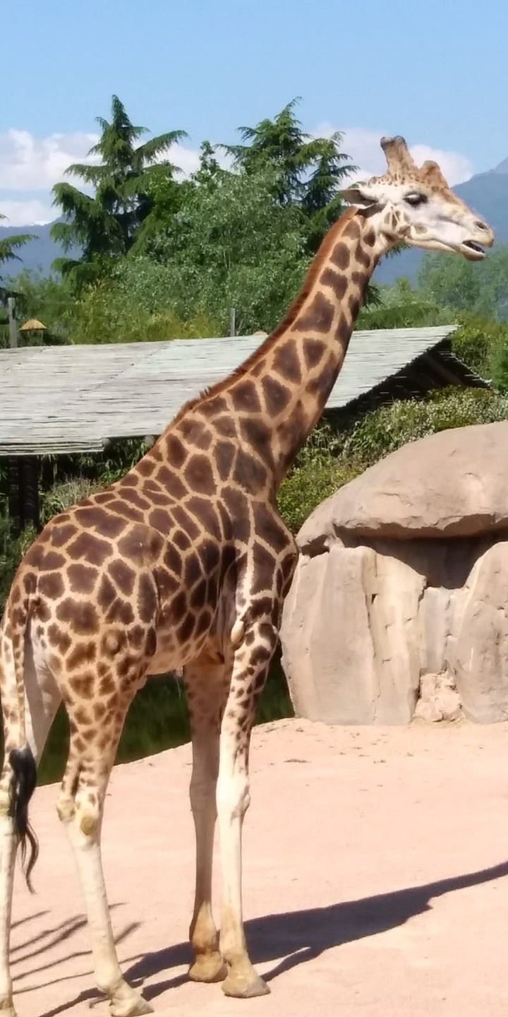 giraffa