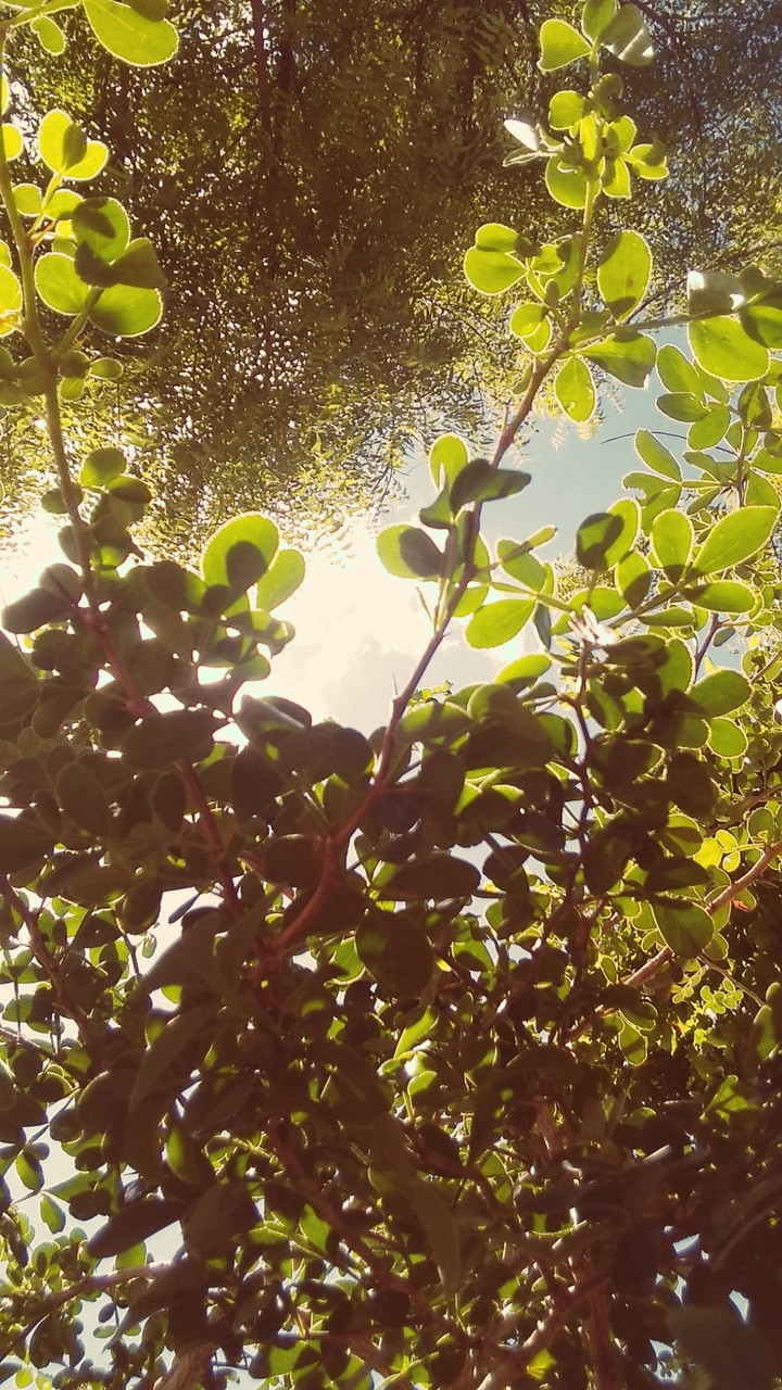 Green is Every where