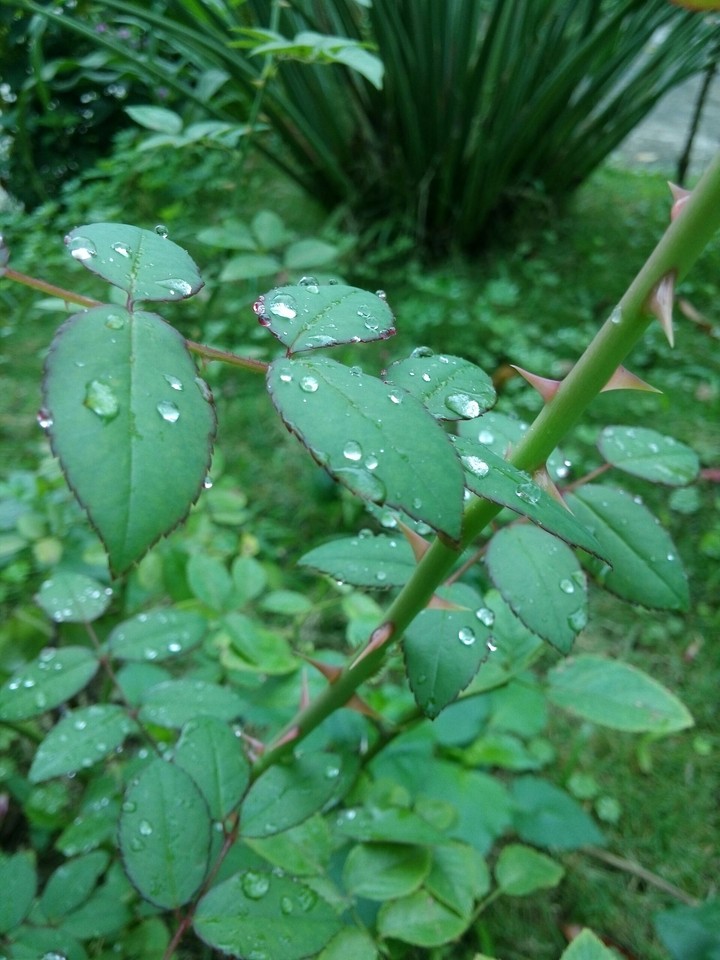 drops