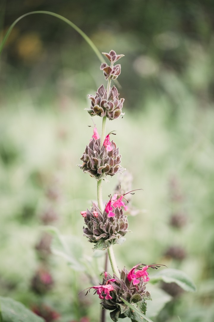 Wild Beauty