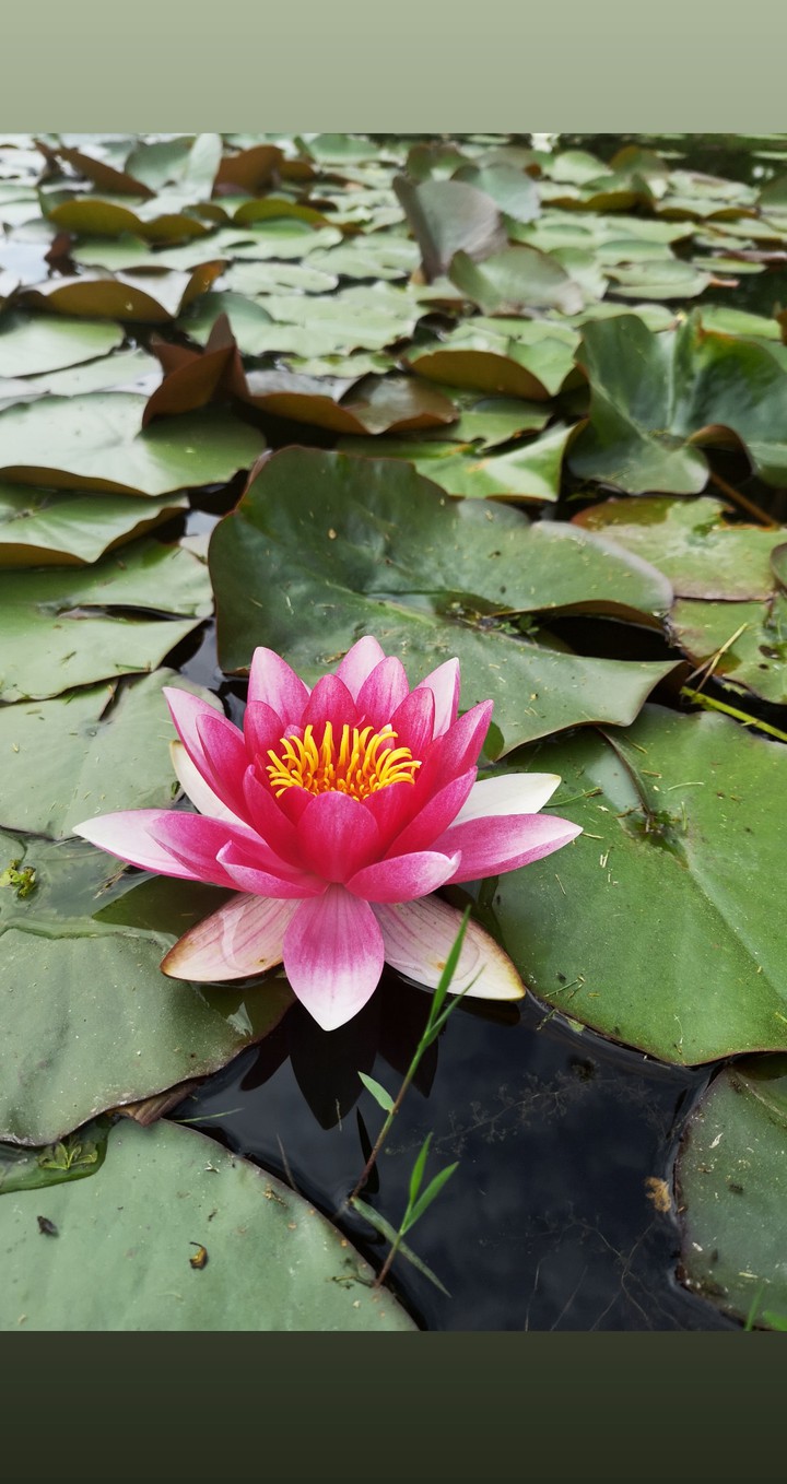 waterlily