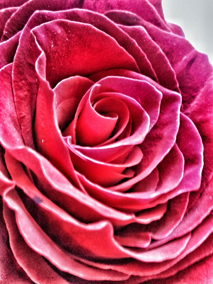 rose