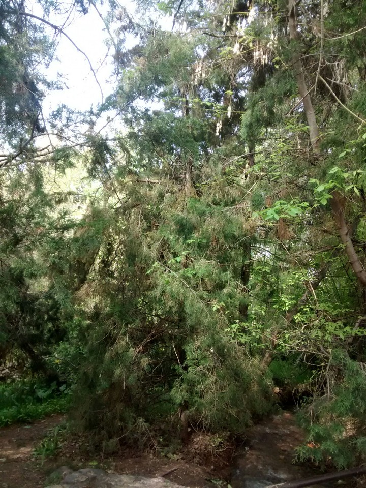 forest (so'qoq)