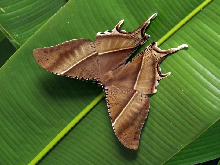 dayflying swallowtail moth