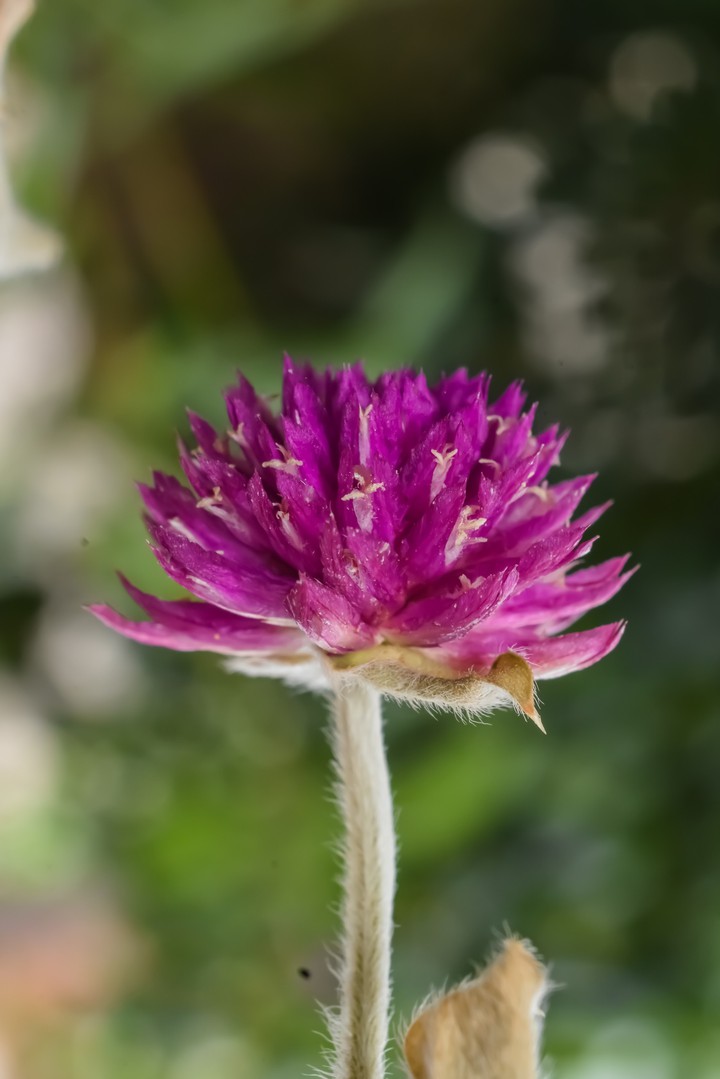 flower ??