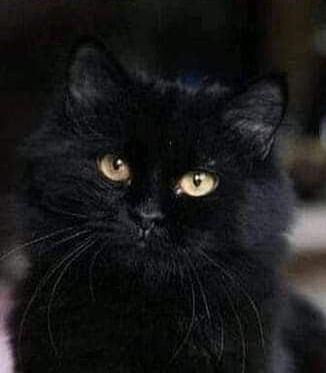 кошка