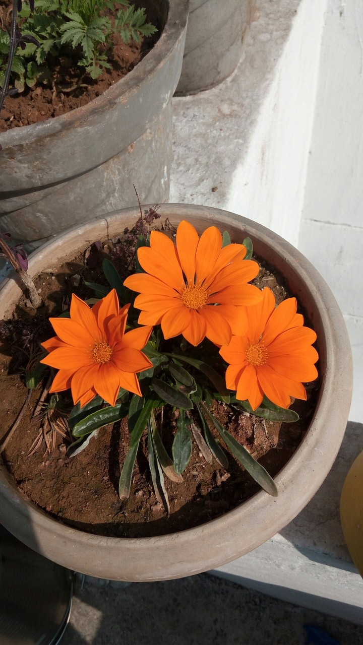 orange flower